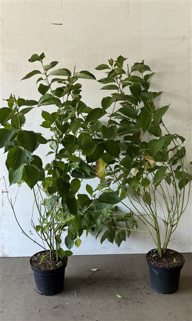 Cornus alba 'Sibirica' - C7.5 80-100 CM